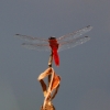 J01_1620 Urothemis signata